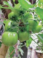 ein Grün Tomate Pflanze Das wächst Nächster zu meine Großmutter Haus, genommen Pflege von durch meine Oma und Großvater foto