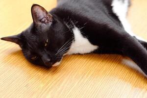 süß schwarz pelzig Katze Lügen auf Weiß Hintergrund. Haustier und Säugetier Konzept. foto