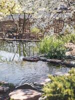 Weiß Kirsche Blüten Über das Teich. Gebäude ein Teich mit ein Ökosystem. üppig Pflanze blüht im Frühling. selektiv Fokus. foto