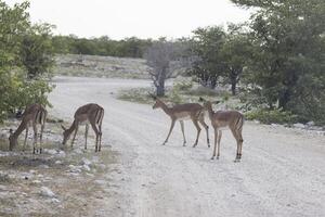 Bild von ein Gruppe von impalas im Etosha National Park im Namibia foto