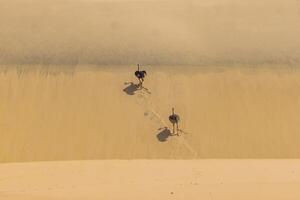 Bild von zwei Laufen Strauß auf ein Sand Düne im namib Wüste während das Tag foto