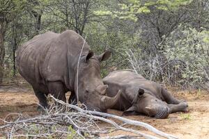 Bild von ein Nashorn Mutter mit Baby im das wild genommen im das namibian Provinz von Wasserberg foto