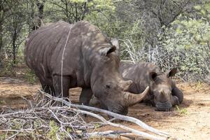 Bild von ein Nashorn Mutter mit Baby im das wild genommen im das namibian Provinz von Wasserberg foto