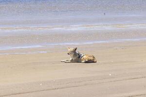 Bild von ein Single Schakal auf das sandig Küste in der Nähe von Walvis Bucht im Namibia foto