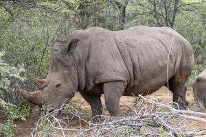 Bild von ein Nashorn im das wild genommen im das namibian Provinz von Wasserberg foto