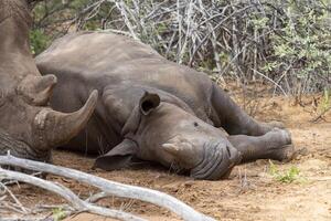 Bild von ein Nashorn Mutter mit Baby im das wild genommen im das namibian Provinz von Wasserberg foto