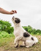 Bichon Frise Hund sitzt auf grünem Gras und gibt dem Besitzer draußen eine Pfote foto