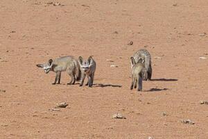 Bild von ein Gruppe von Fenneks auf das Kante von das namib Wüste im Namibia foto