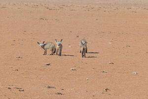 Bild von ein Gruppe von Fenneks auf das Kante von das namib Wüste im Namibia foto