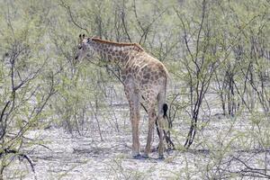 Bild von ein Giraffe im das namibian Savanne während das Tag foto