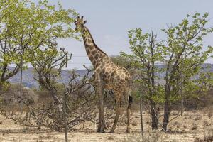 Bild von ein Giraffe im das namibian Savanne während das Tag foto