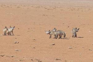 Bild von ein Gruppe von Fenneks auf das Kante von das namib Wüste im Namibia foto