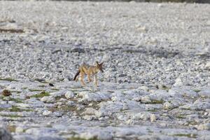 Bild von ein afrikanisch Fuchs genommen im Etosha National Park im Namibia foto