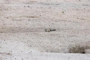 Bild von ein Erdmännchen vorsichtig beobachten es ist Umfeld im das namibian Kalahari foto