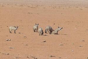 Bild von ein Gruppe von Fenneks auf das Kante von das namib Wüste im Namibia foto