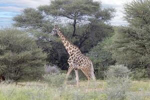 Bild von ein Giraffe im das namibian Savanne während das Tag foto