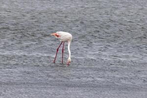 Bild von ein Flamingo Stehen im flach Wasser in der Nähe von Walvis Bucht im Namibia foto