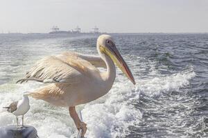 Bild von ein groß Pelikan Sitzung auf ein Boot Geländer in der Nähe von Walvis Bucht im Namibia während das Tag foto