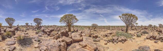 Panorama- Bild von ein Köcher Baum im das Köcher Baum Wald in der Nähe von keetmanshoop im Süd- Namibia foto