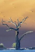 Bild von ein tot Baum im das deadvlei Salz- schwenken im das namib Wüste im Vorderseite von rot Sand Dünen im das Morgen Licht foto
