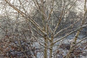 Bild im ein schneebedeckt Winter Wald im das Abend foto