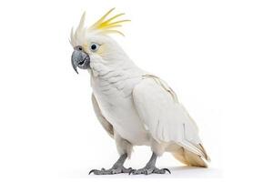 Ara Papagei fliegend isoliert auf Weiß Hintergrund.. foto