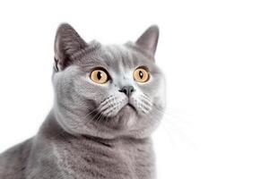 britisch kurz Haar Katze isoliert auf Weiß Hintergrund.. foto
