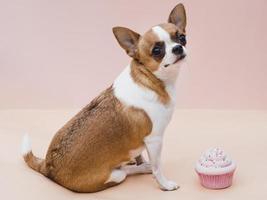 Guter Junge Hund sitzt lecker Cupcake foto