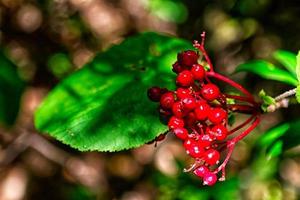 rote Beeren mit grünen Blättern foto