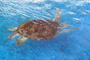 groß Olive Ridley Schildkröte ist Schwimmen unten das Meer Wasser Oberfläche im ein groß Teich beim das Marine Wasser- Erhaltung Center, hoch Winkel Aussicht mit Kopieren Raum foto