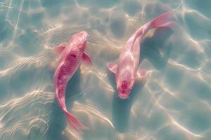 zwei Rosa Koi Fisch, Schwimmen im klar Wasser foto