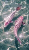 zwei Rosa Koi Fisch, Schwimmen im klar Wasser foto