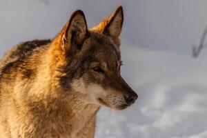 schön Wolf auf ein schneebedeckt Straße foto