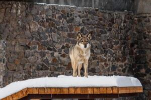 schön Wolf auf ein schneebedeckt Straße foto
