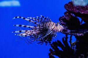 Fisch Feuerfisch - - Zebra, Pterois Volitane foto