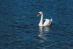 schöner Schwan schwimmt auf dem See foto