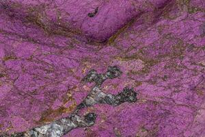 Makro Mineral Stein purpureus, lila Purpurit im das Rasse ein Weiß Hintergrund foto