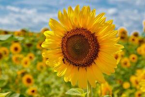 schön Feld von Gelb Sonnenblumen auf ein Hintergrund von Blau Himmel mit Wolken foto