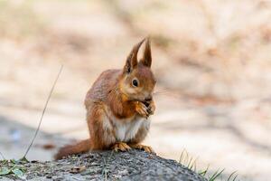 Eichhörnchen sitzt auf einem Baum foto