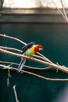Papageien-Aras, die auf einem Zweig in der Nähe sitzen foto