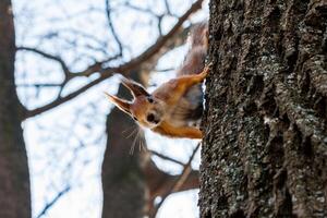 Eichhörnchen sitzt auf einem Baum foto