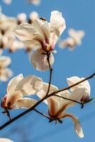 schön Magnolie Blumen mit Wasser Tröpfchen foto