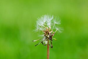 Löwenzahn auf ein Hintergrund von Grün gras foto