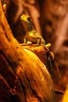 Eidechse Basiliskus Plumifrons, Grün mit Haube Basilisk foto