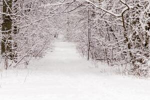 schön Winter Wald mit ein geschlagen Pfad foto