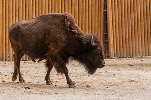 junger schöner Bison foto