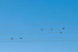 Vögel sitzen auf elektrisch Drähte gegen das Blau Himmel foto