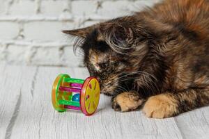 schön wenig Katze Mädchen auf ein Hintergrund von ein Backstein Mauer foto