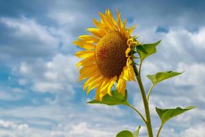 schön Feld von Gelb Sonnenblumen auf ein Hintergrund von Blau Himmel mit Wolken foto