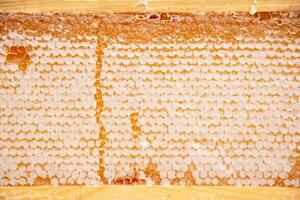 voll Rahmen mit Waben mit Honig, organisch angereichert Bienenzucht Produkt zum gesund Essen, Alternative Medizin foto